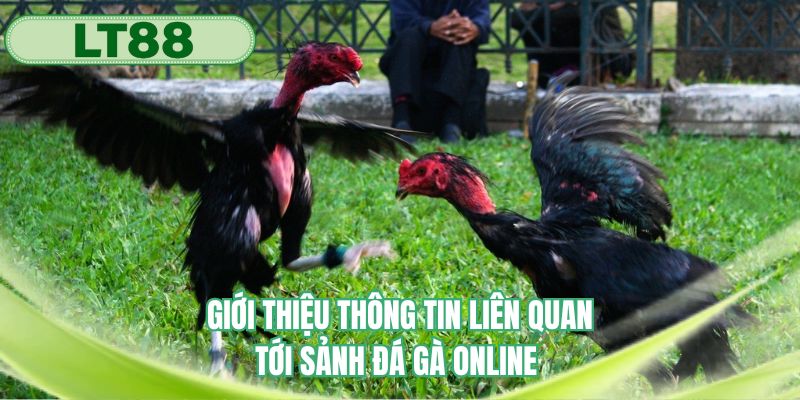 Giới thiệu thông tin liên quan tới sảnh đá gà online