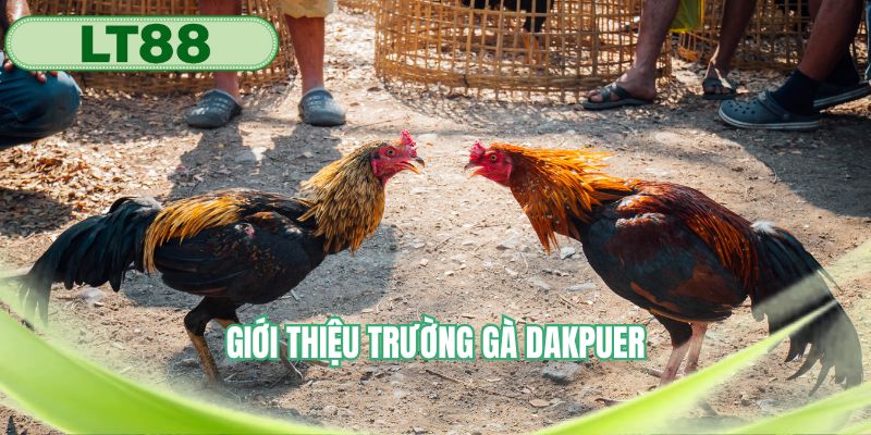 Giới thiệu trường gà Dakpuer với những giải đấu kịch tính