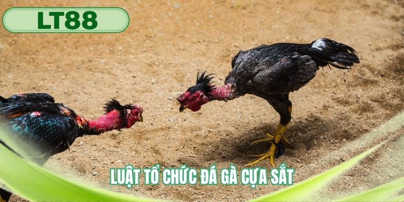 Luật thi đấu trong mỗi trận chọi gà được diễn ra 