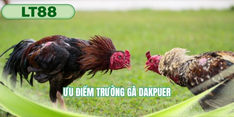 Ưu điểm nổi bật của địa điểm chọi gà chuyên nghiệp 