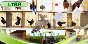 Trường gà Dakpuer